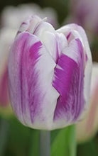 Load image into Gallery viewer, Flaming Prince
