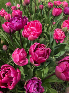 Specialty Tulip Bouquet