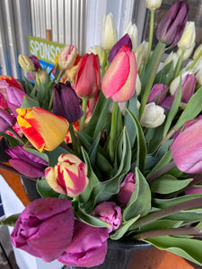 Specialty Tulip Bouquet